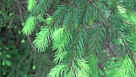 Eat Evergreen Tree Tips Packs More Vitamin C Than Oranges