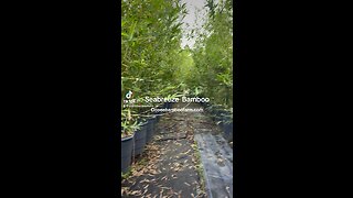 Florida Costal Privacy Plants - Seabreeze Bamboo - Ocoee Bamboo Farm 407-777-4807