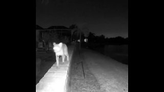 Video captures bobcat in Bradenton backyard, neighbors worry about their pets