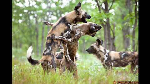 Watch with us the battle of wild dogs against animals in the jungle
