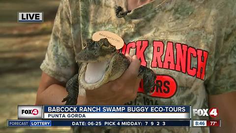 Babcock Ranch offers swamp buggy eco-tours - 8am live report