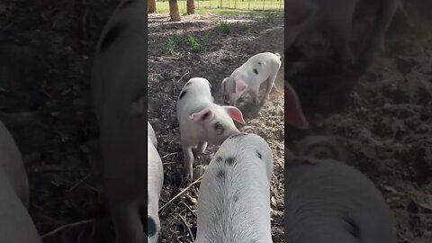 Happy Hour with the Piglets! #piglets #pigs #pig #farming