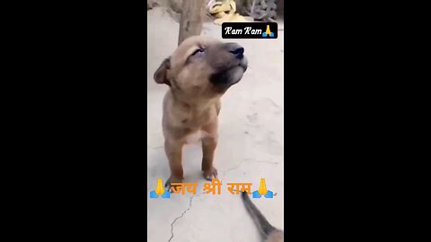 Cute 😍😍 Dog