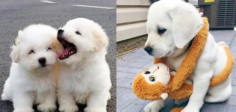 Baby Dogs - Cute and Funny Dog Videos Compilation | Funniest & Cutest Golde