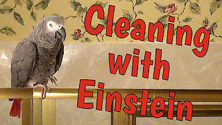 Parrot provides hilarious housekeeping entertainment