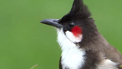 Tiny bird makes sounds sweet