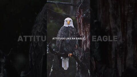 Attitude like eagle 🦅 #shortvideos #motivation #goneviral #motivation #shortvideos #viral