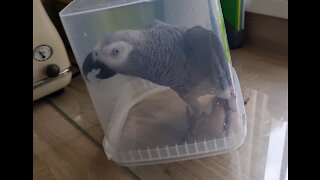 Funny parrot caught in a tub