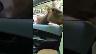 Briarwood Ranch Safari Park - Drive Through Safari #shorts