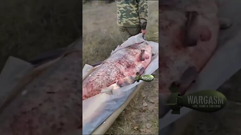 Russian soldiers catch massive 60kg carp