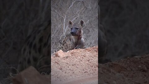 Strange information about the female hyena