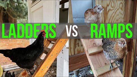 CHICKEN COOP LADDERS OR RAMPS - Is One Better?
