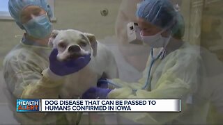 Ask Dr. Nandi: Iowa has confirmed multiple cases of a disease that can be transmitted from dogs to humans