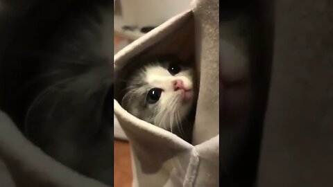 gemoy banget kucingnya masuk kantong || cute cat