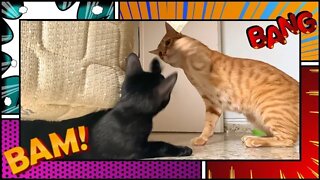 Kitten Plays Peekaboo With Tabby Orange Cat