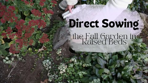 Direct Sowing the Fall Garden in Raised Beds // Fall Garden 2022