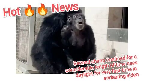 Second chimp confined for a considerable length of time sees daylight for very first time in endea