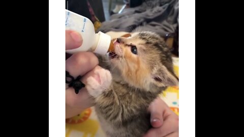 kitten drinks milk for the first time