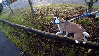 Dog Fails Walking along a Rail Fence