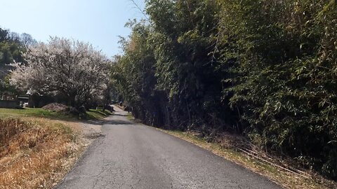 Gonzui Hosokawacho, end of winter '22 around noon