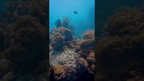 Underwater Life #marinelife #philippines #diving #underwaterlife