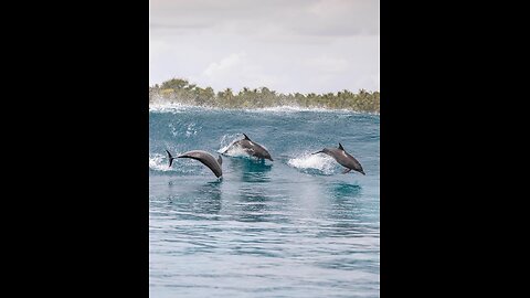 Dolphin show