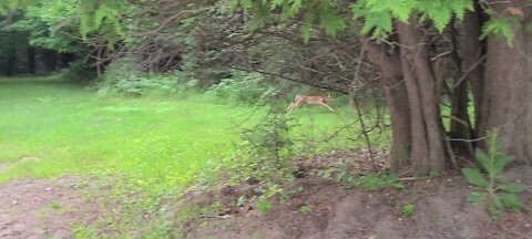 Fawn anxiety to find his mother