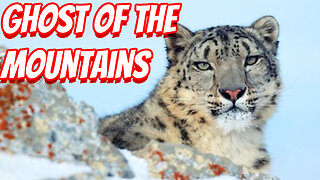 How Deadly The Snow Leopard Is!