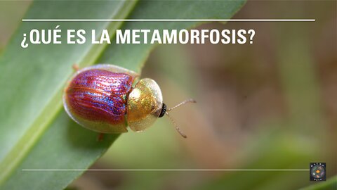 Lección: ¿Qué es la metamorfosis?