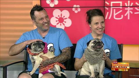 The 14th Annual Milwaukee Pug Fest