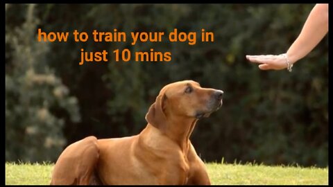 how to train your dog perfectly in 10 mins very effective training.