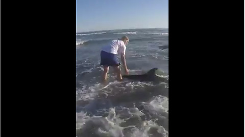 Heroic Children Save Washed Up Dolphin In Spain