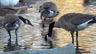 CatTV duck pond