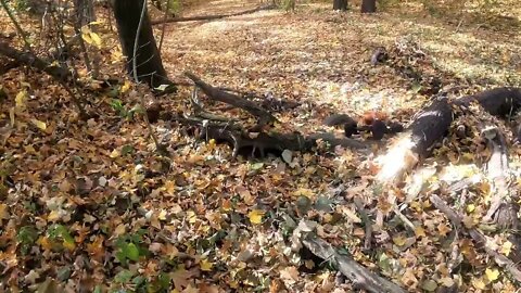 Navigating Razorback Trail at White Pines Forrest State Park : Axial Ryft RBX10