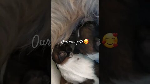 #trendingshorts #puppies #puppyvideos #puppylove #petowner #shitzu #weekend