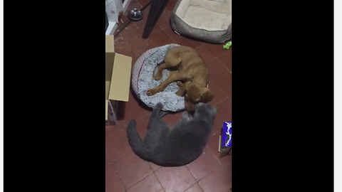 Cat wins bed back from playful puppy