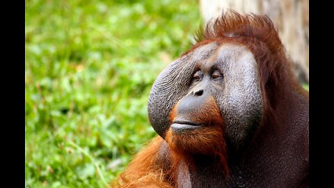 Orangutan || description, characteristics and facts.