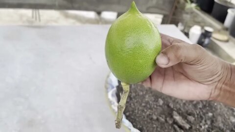 How To Grow Lemon Tree With Lemon Fruit