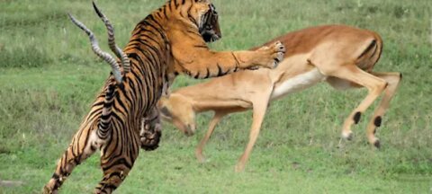 Cat and dog fight / omg animal fighting