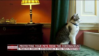 Warning for pet owners after 2 cats test positive for COVID-19