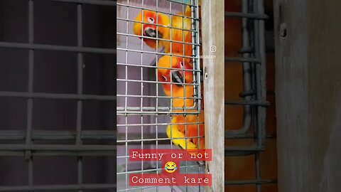 Dancing Sun Conure l #shorts l Birds Funny Video l Funny Video l @BikisAviary