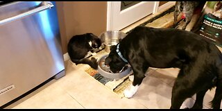 Kitty Plays, Dog Food Slow Feeder