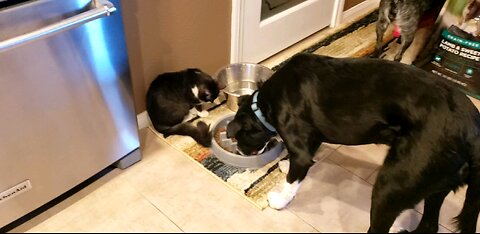 Kitty Plays, Dog Food Slow Feeder