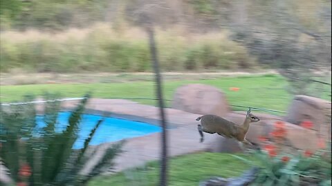Playful wild antelope loves chasing birds through the garden
