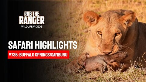 Safari Highlights #735: 14 & 15 October 2022 | Samburu/Zebra Plains | Latest Wildlife Sightings
