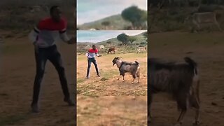 CR7 🐐 spotted in Rift Valley, Kenya #shorts #animals #video