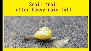 Snail trail - after heavy rain, this little snail went on its travels- UK - June 2020