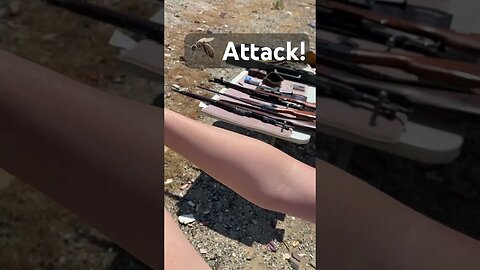 Young Shooter Gets Attacked While Shooting, handles it well! #gun #saftyfirst #range