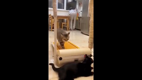 Funny cat videos