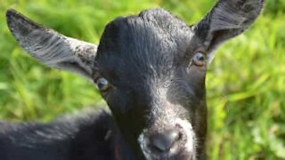 Maniacal goat pulls almost demonic faces!